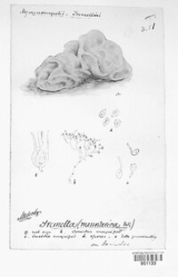 Tremella mesenterica image